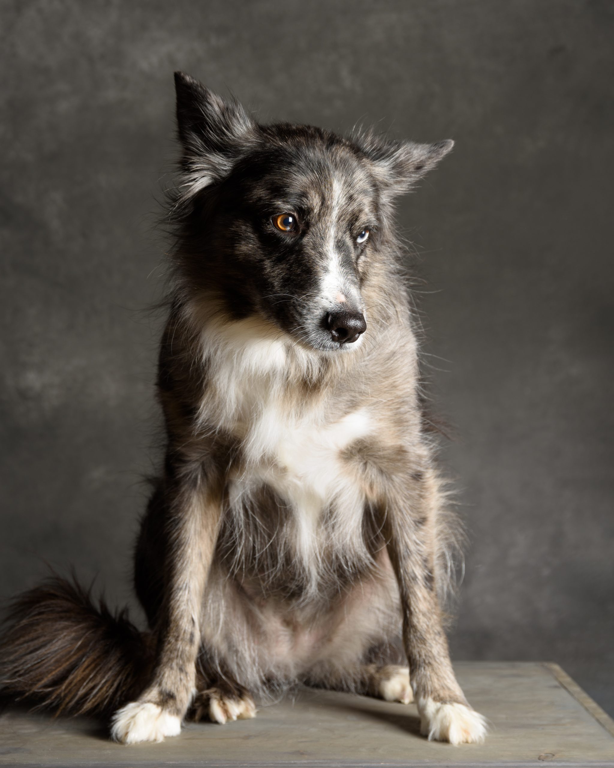 Séance animaux_Studio Photo Lab_ Port La Nouvelle