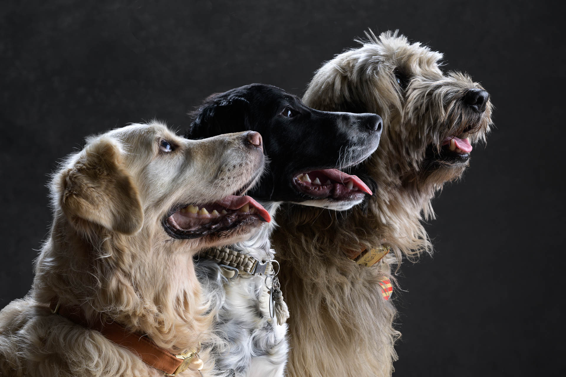 Photographe Animalier Port-la-Nouvelle Studio Photo Lba