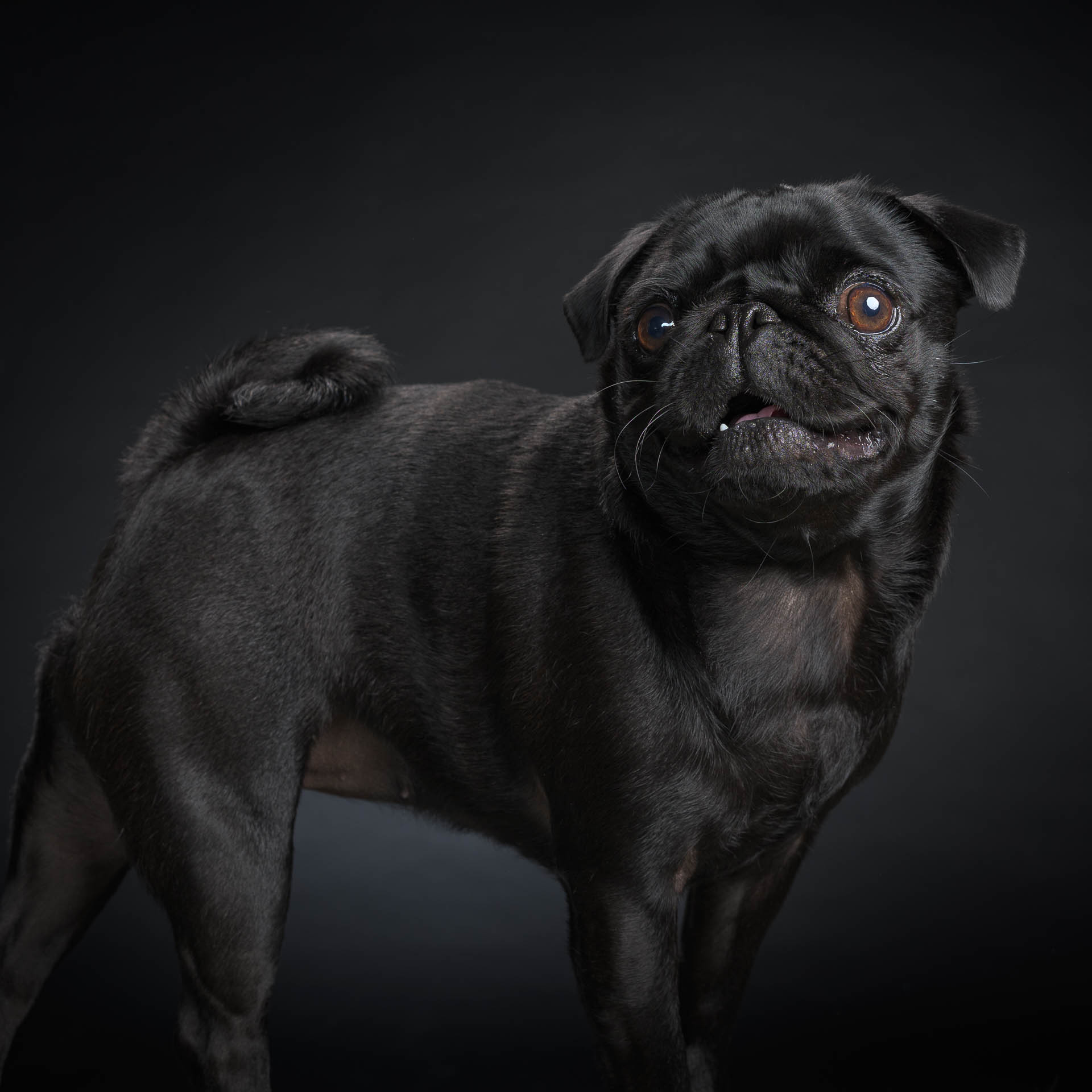 Séance animaux_Studio Photo Lab_ Port La Nouvelle